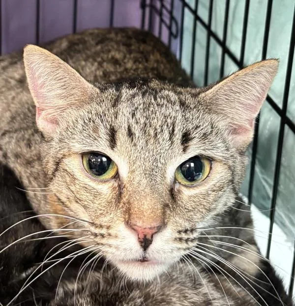 An adult medium-sized female Domestic Short Hair cat named Telegraph for adoption in Ridgewood, NY