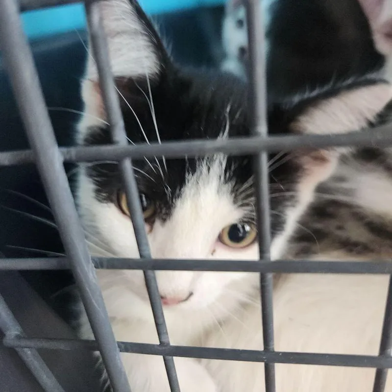 A young medium-sized male Black Domestic Short Hair cat named Smokey for adoption in Kingman, AZ
