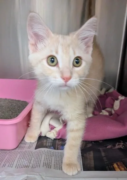 A young medium-sized male Buff / Tan / Fawn Domestic Short Hair cat named Triton for adoption in Buffalo, MN