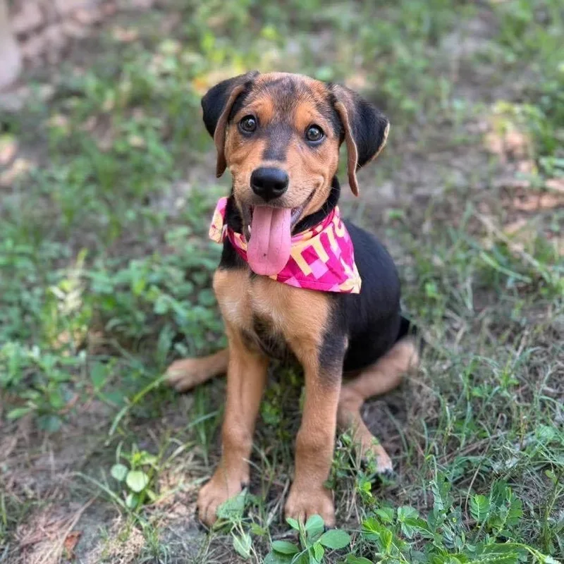 A baby large-sized female Black Hound dog named Astra for adoption in Livingston, TX
