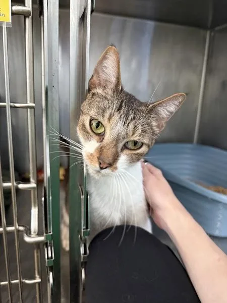 An adult small-sized male Domestic Short Hair cat named Kadabra for adoption in Austin, TX