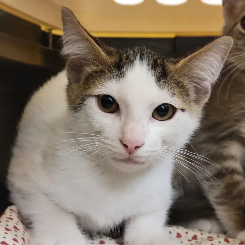 A baby small-sized male White Domestic Short Hair cat named Gary for adoption in Sarasota, FL