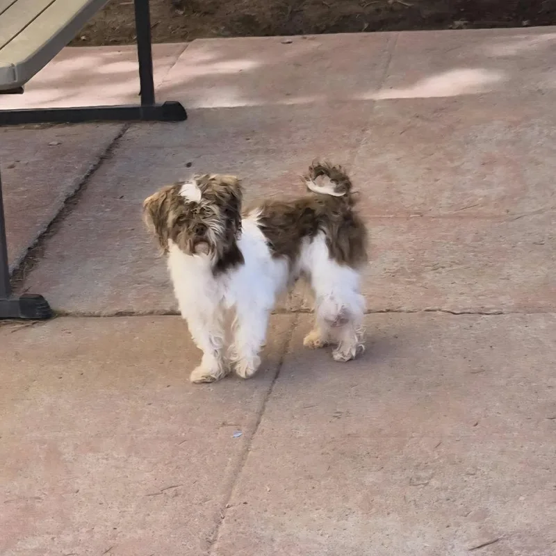 An adult small-sized male Brown / Chocolate Shih Tzu dog named Little One for adoption in Las Cruces, NM
