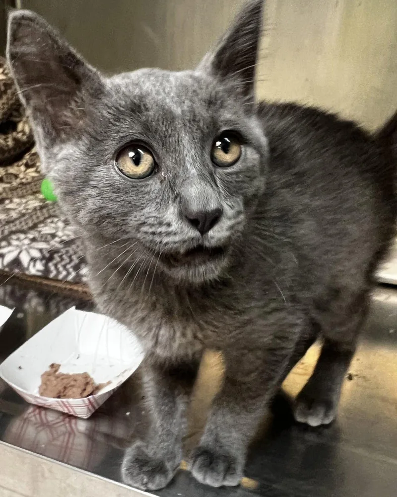 A baby small-sized female Gray / Blue / Silver Domestic Short Hair cat named Sansa for adoption in Oakland, CA
