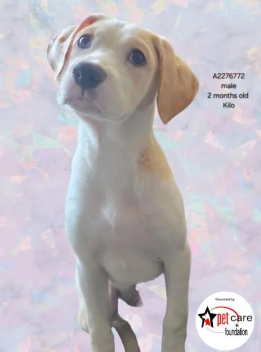 A baby small-sized male Pit Bull Terrier dog named Bruno for adoption in Van Nuys, CA