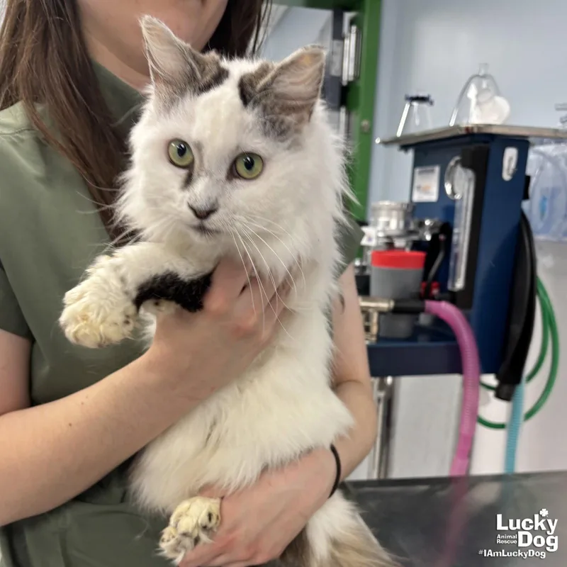 Speckles thumbnail 2