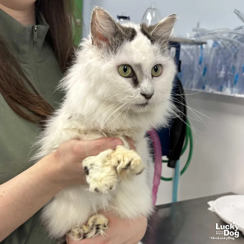 Speckles thumbnail 3