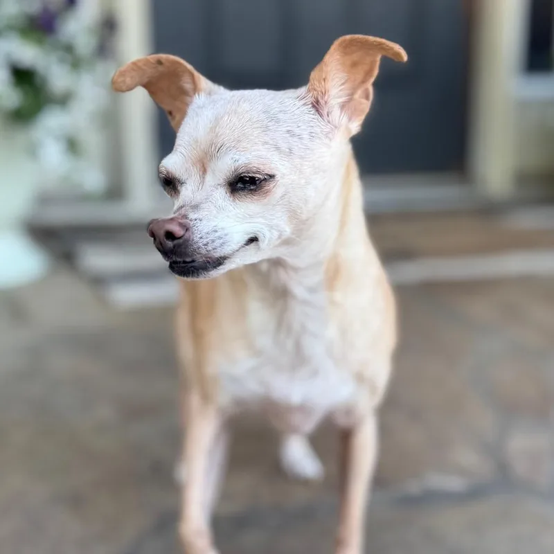 A senior small-sized female Yellow / Tan / Blond / Fawn Chihuahua dog named Miss Pickles for adoption in Huntsville, AL