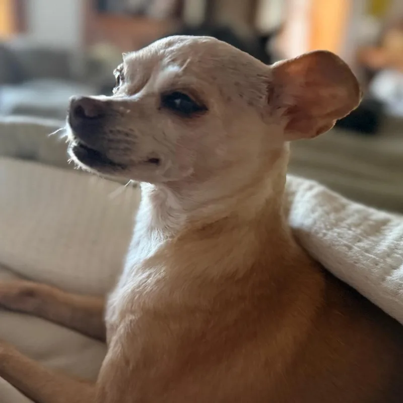 Miss Pickles thumbnail 2