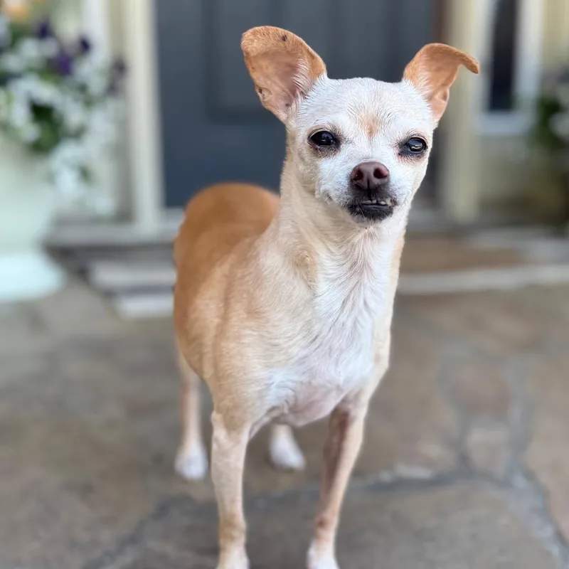 Miss Pickles thumbnail 3