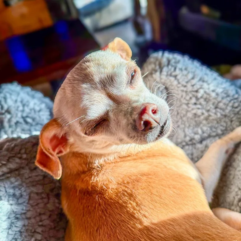 Miss Pickles thumbnail 4