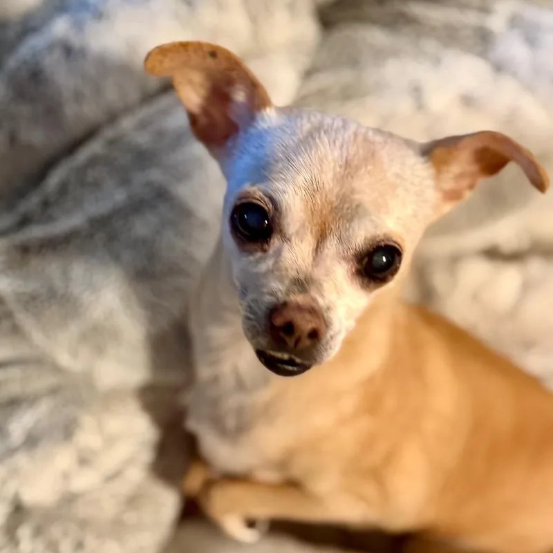 Miss Pickles thumbnail 5