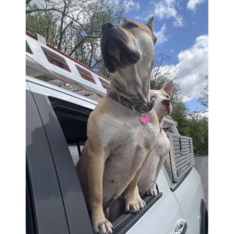 Sadie thumbnail 4