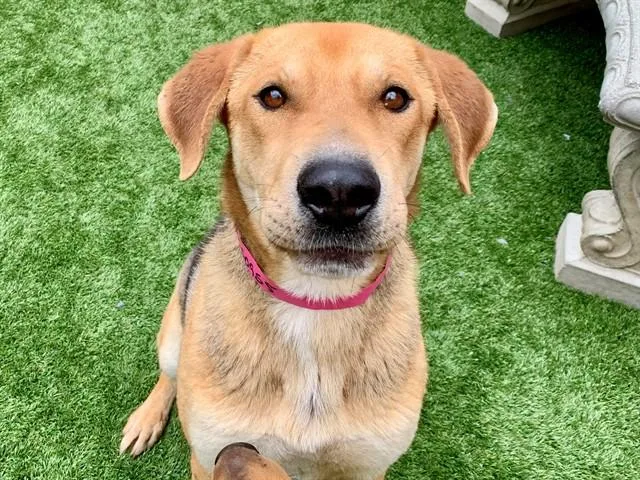 A young large-sized female Shepherd dog named Kona for adoption in Moreno Valley, CA