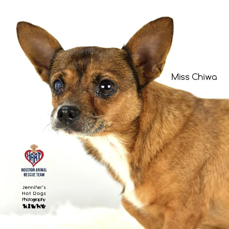 Miss Chiwa