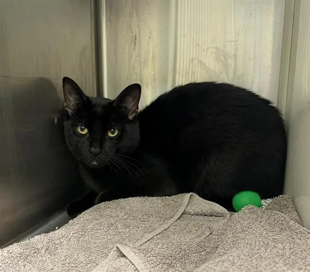A young medium-sized male Domestic Short Hair cat named George for adoption in Brighton, CO