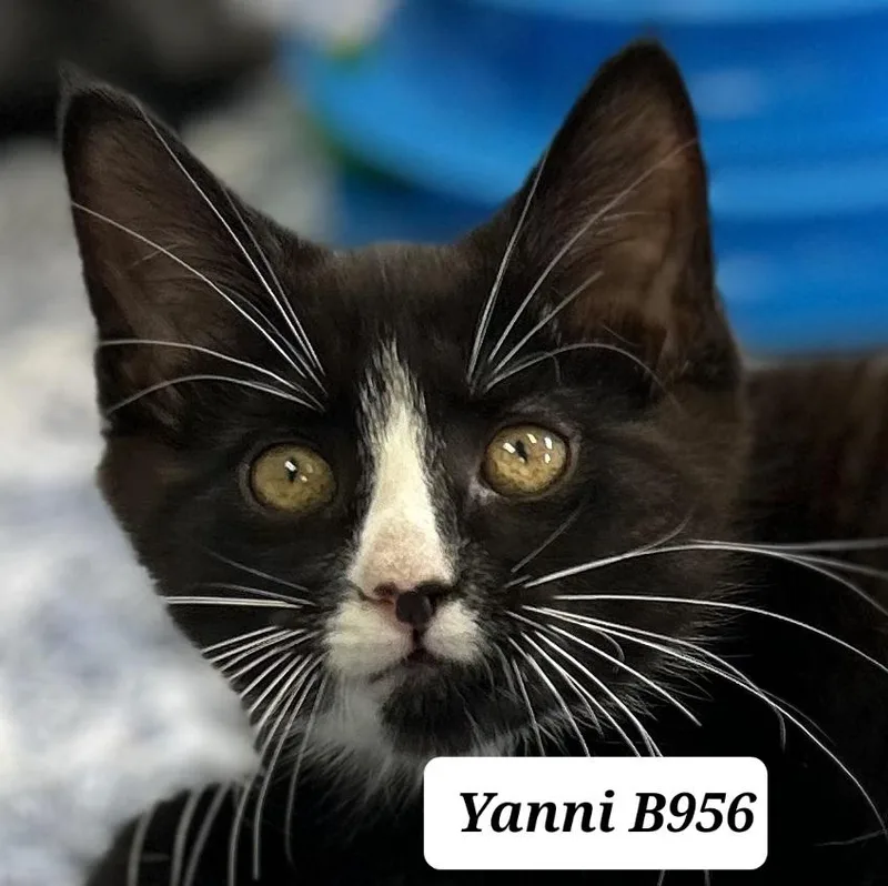 A baby medium-sized male Black & White / Tuxedo Domestic Short Hair cat named Yanni for adoption in Morganton, NC