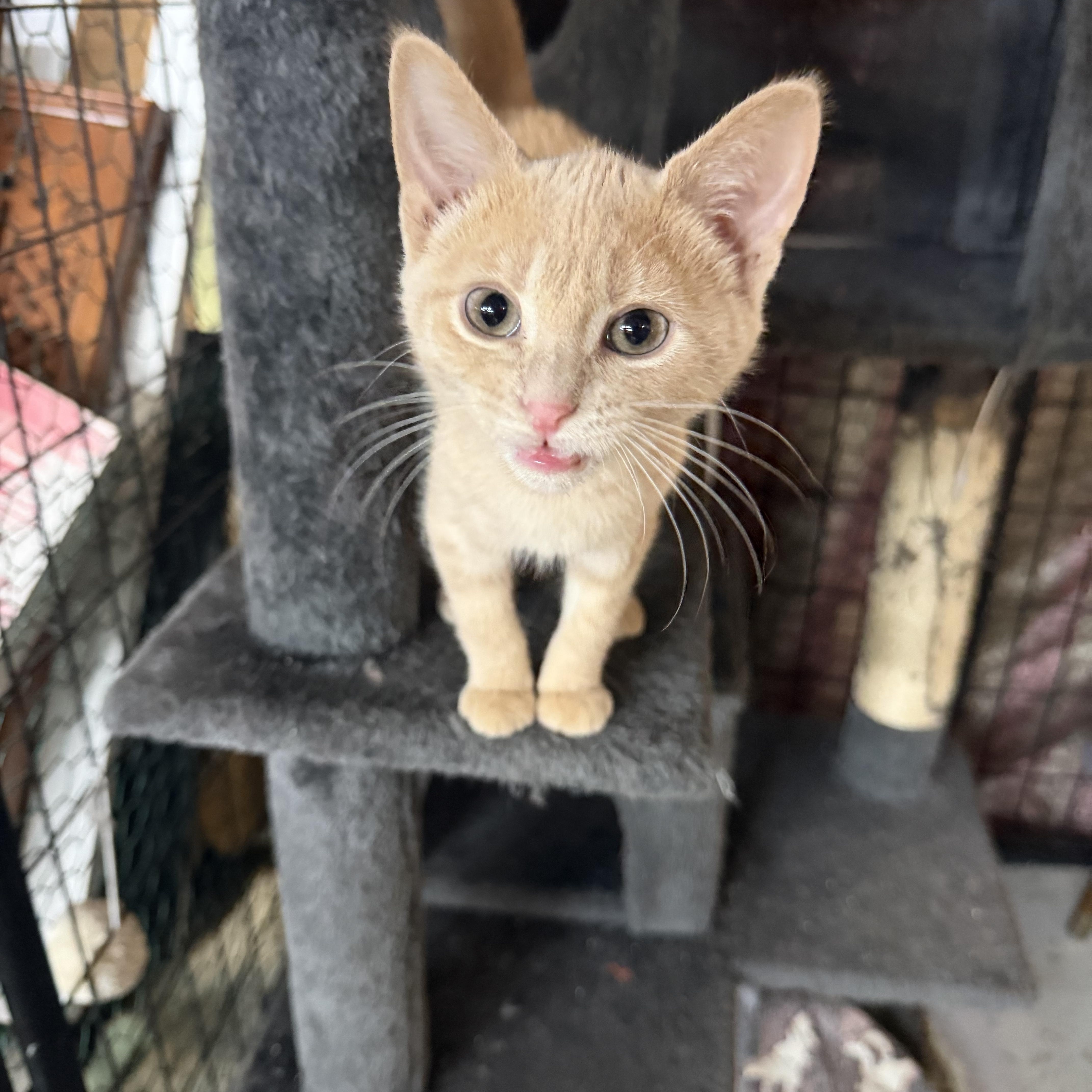 A baby small-sized female Buff / Tan / Fawn Domestic Short Hair cat named Maple for adoption in Mauston, WI
