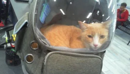 An adult medium-sized male Domestic Short Hair cat named Peeta for adoption in Charlotte, NC