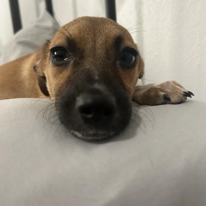 A young small-sized female Brown / Chocolate Mixed Breed dog named Betty for adoption in Bayamon, PR