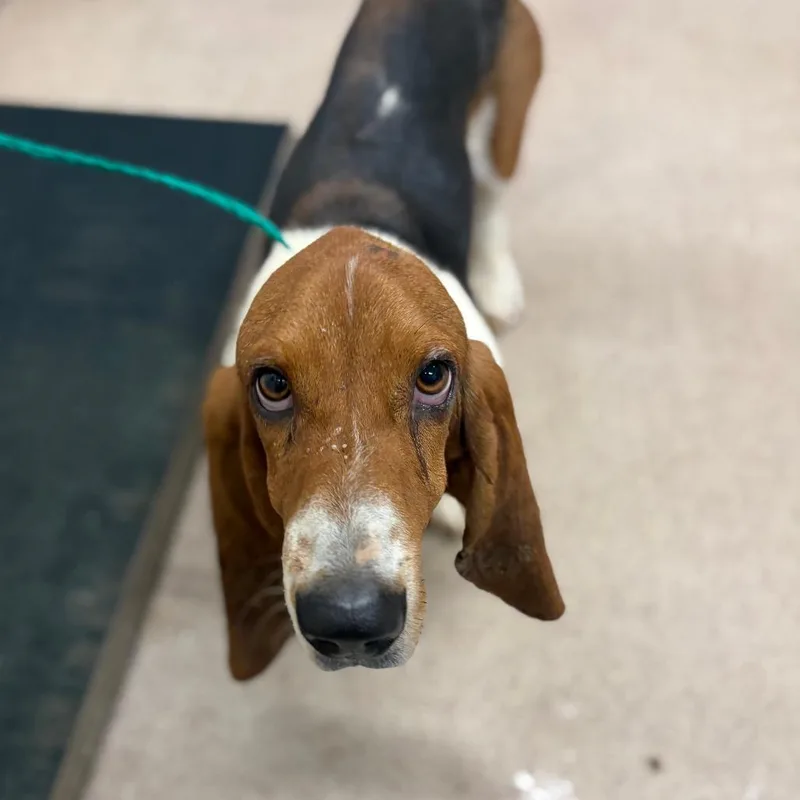 An adult medium-sized male Basset Hound dog named Copper for adoption in Ardmore, OK