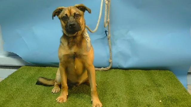 A young small-sized male German Shepherd Dog dog named A for adoption in Gardena, CA