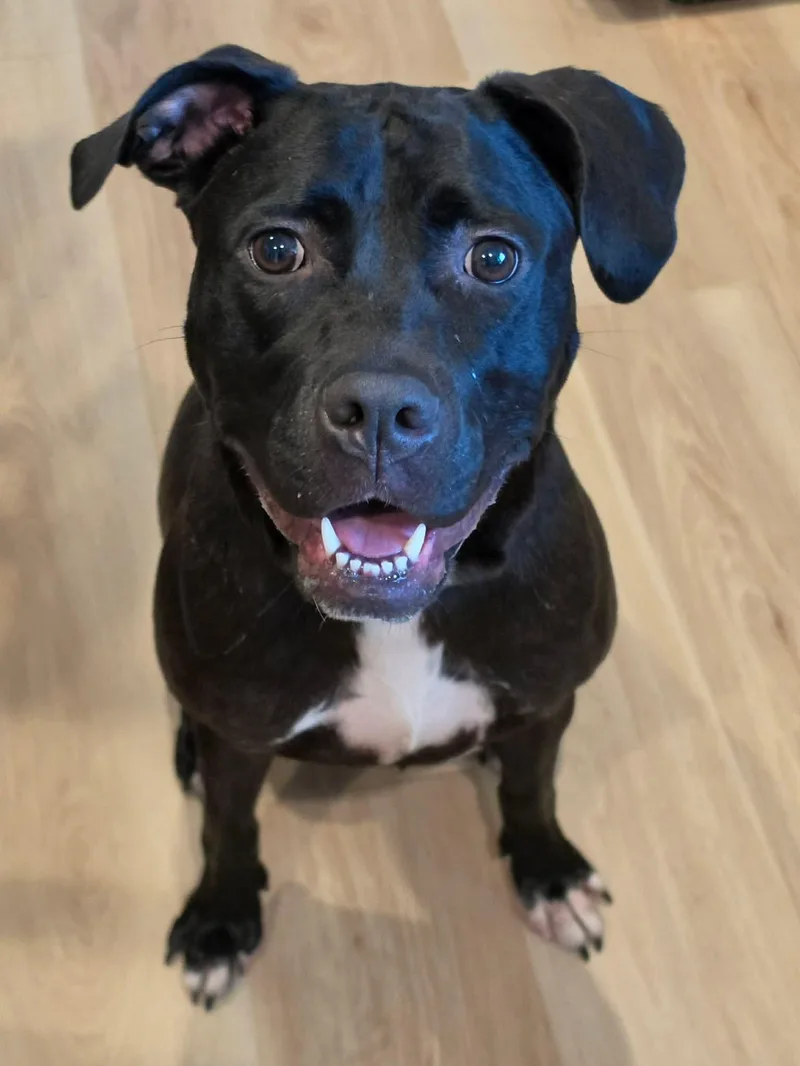 A young medium-sized female Mixed Breed dog named Darby for adoption in Highland, NY