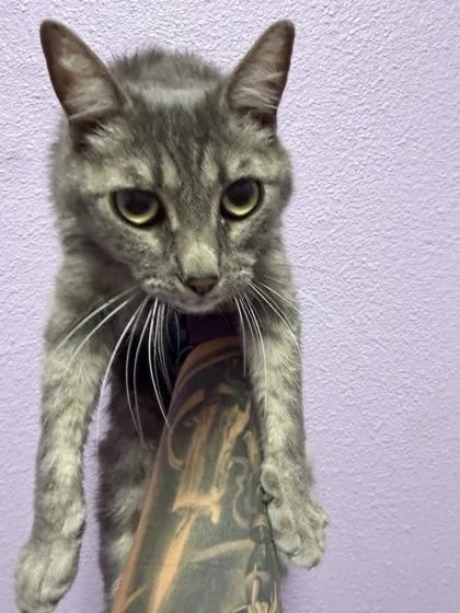 A young small-sized female Gray / Blue / Silver Domestic Short Hair cat named 61051582 for adoption in El Paso, TX