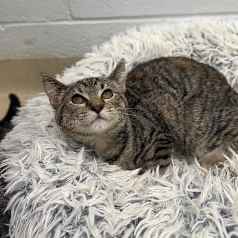A baby small-sized female Brown / Chocolate Domestic Short Hair cat named Empanada for adoption in Marshall, VA