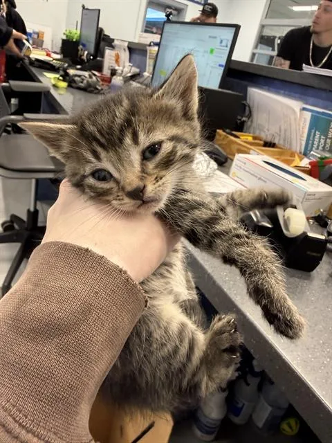 A baby small-sized male Domestic Short Hair cat named Clover for adoption in Charlotte, NC