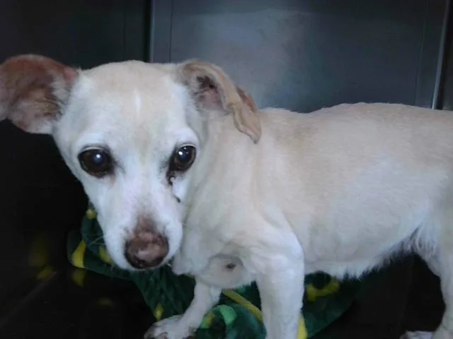 A senior small-sized female Chihuahua dog named Kuku for adoption in Baldwin Park, CA