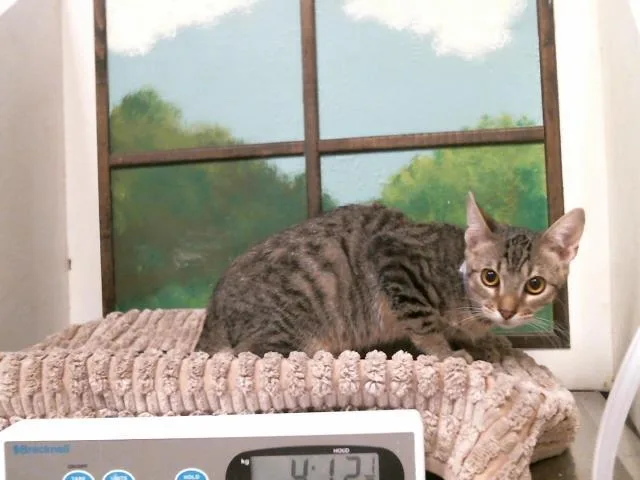 A baby medium-sized male Domestic Short Hair cat named Olive for adoption in Houston, TX