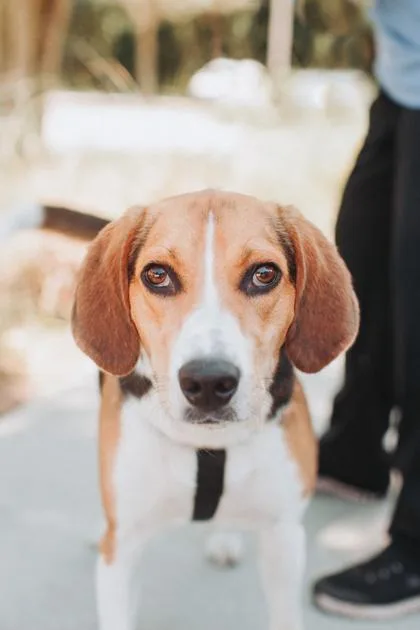 An adult large-sized male Foxhound dog named a Bolt for adoption in North Charleston, SC
