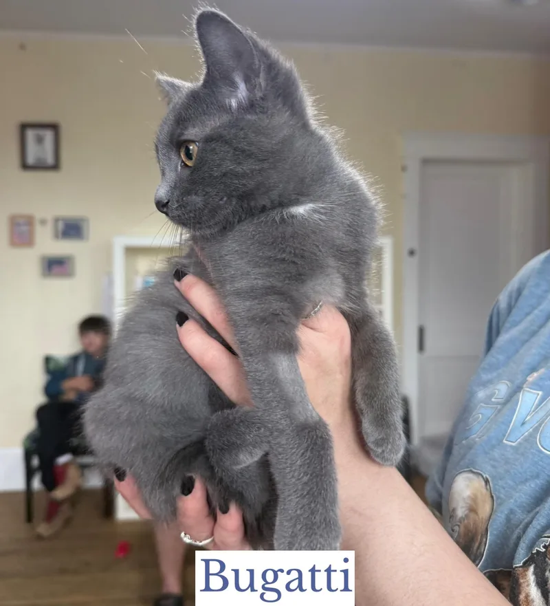 A baby small-sized female Gray / Blue / Silver Domestic Short Hair cat named Bugatti for adoption in Berkeley Springs, WV