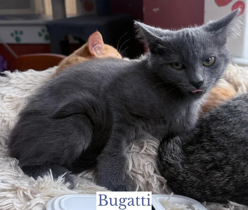 Bugatti thumbnail 2