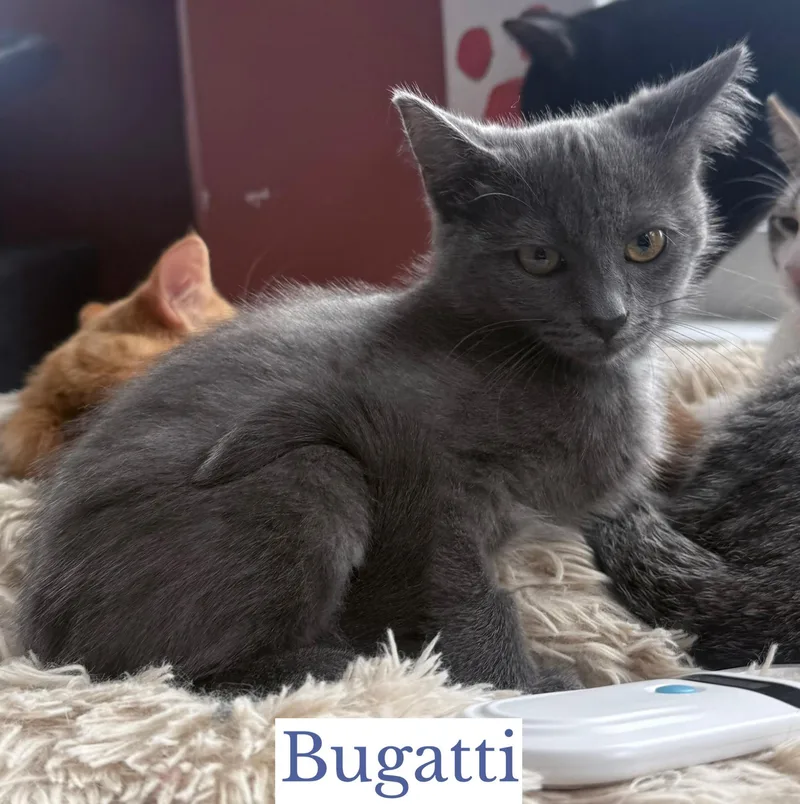 Bugatti thumbnail 3