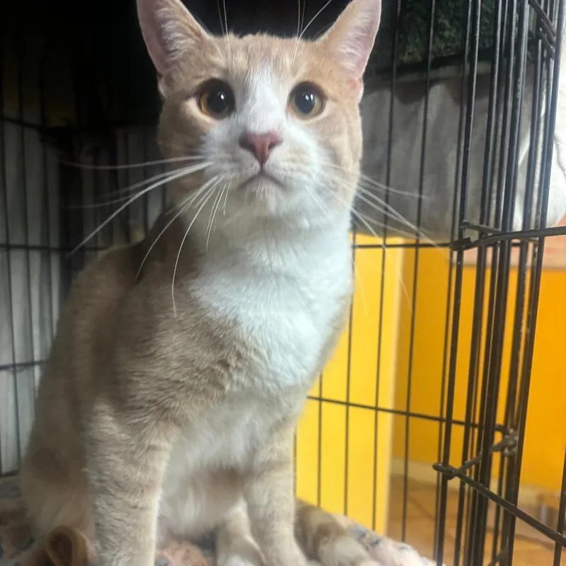 A young large-sized male Buff & White Domestic Short Hair cat named Kai for adoption in Hudson, NY