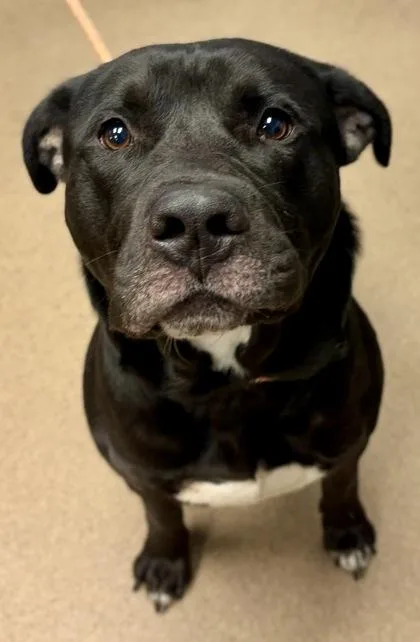 An adult large-sized male Mixed Breed dog named Angelo for adoption in Chamblee, GA