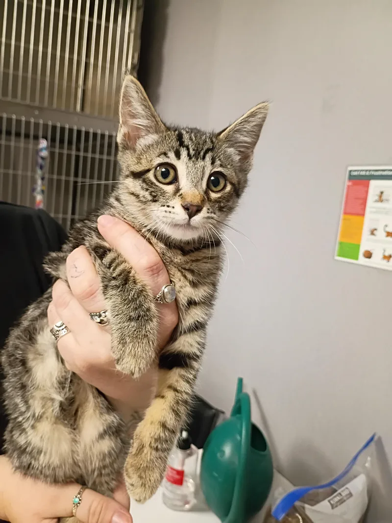 A baby small-sized female Domestic Short Hair cat named Libra for adoption in Chico, CA