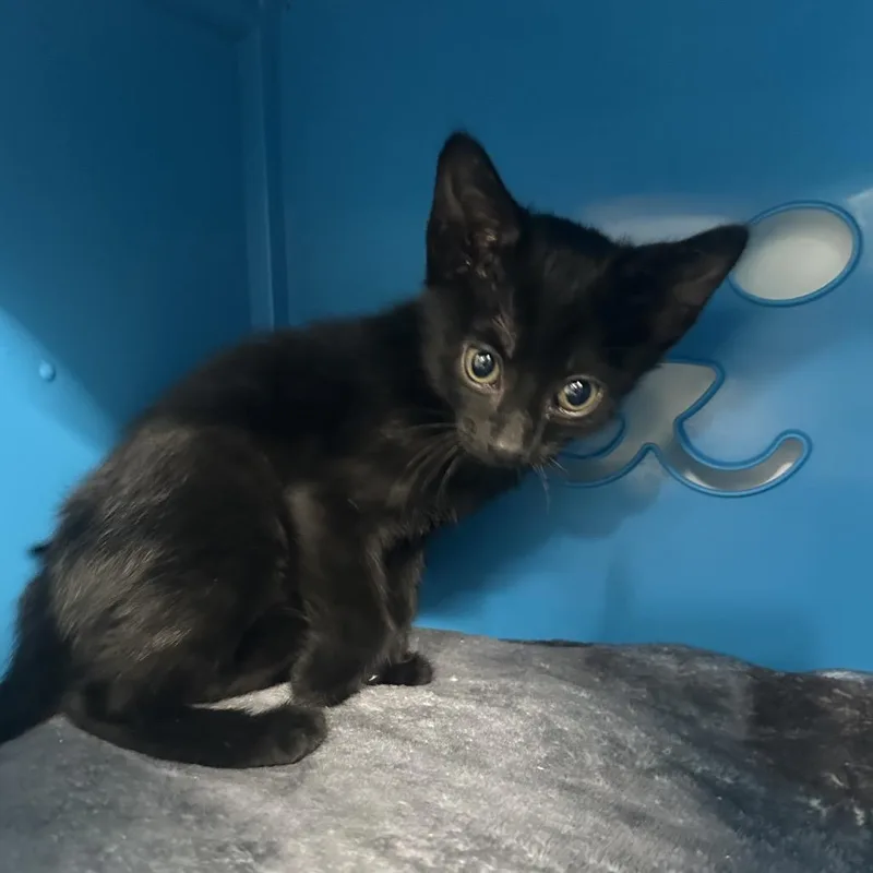 A baby small-sized male Domestic Short Hair cat named Daryl for adoption in Tampa, FL