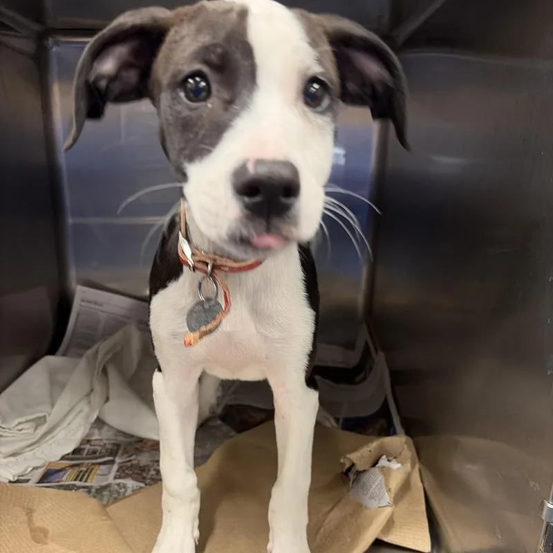 A baby small-sized female Black Mixed Breed dog named Tx Donna for adoption in Port Washington, NY