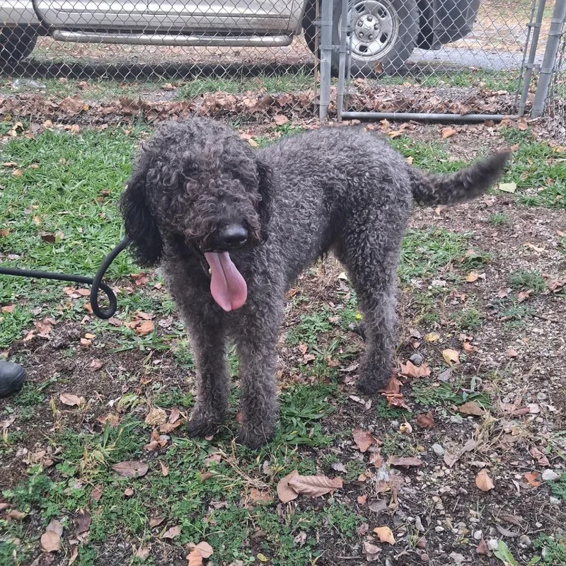 An adult large-sized male Brown / Chocolate Standard Poodle dog named Blu for adoption in Martinsburg, WV