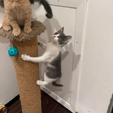 A baby small-sized male Gray / Blue / Silver Domestic Short Hair cat named Dumpling for adoption in Oak Park, IL
