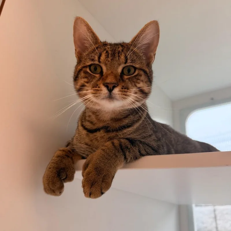 An adult medium-sized male Domestic Short Hair cat named Hudson for adoption in Quincy, MA