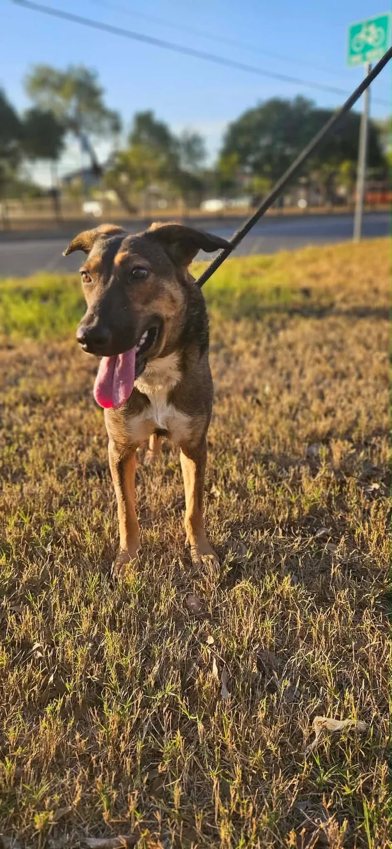 A young medium-sized male Shepherd dog named Espresso for adoption in Cortlandt Manor, NY