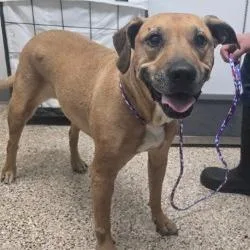 An adult medium-sized female Pit Bull Terrier dog named Destiny for adoption in Bullhead City, AZ