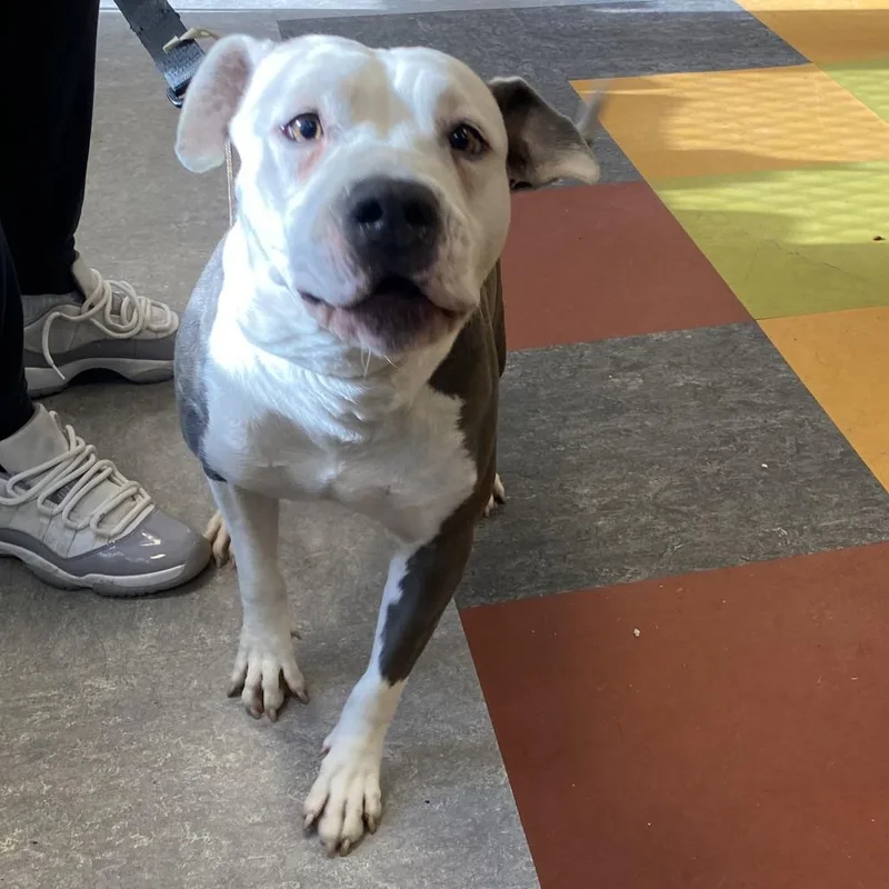 An adult medium-sized female Gray / Blue / Silver Mixed Breed dog named Pistol for adoption in Philadelphia, PA