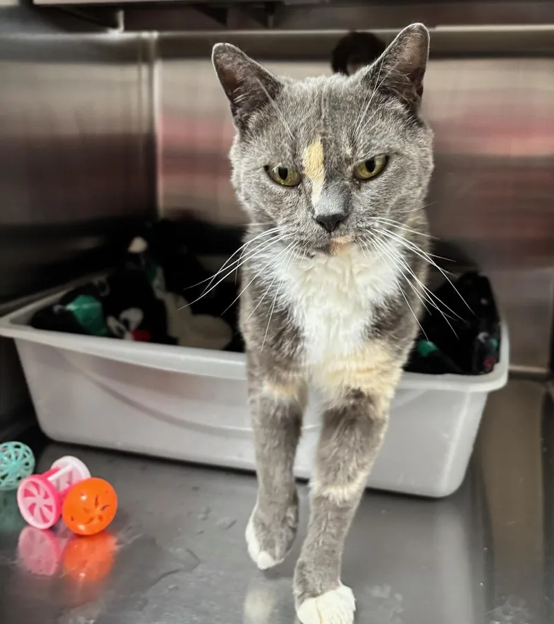 A senior medium-sized female Dilute Tortoiseshell Domestic Short Hair cat named Kitters for adoption in Raymond, WA