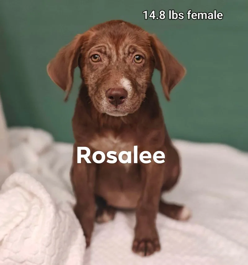 Rosalee