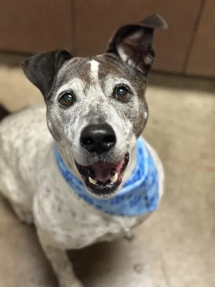 An adult large-sized female Cattle Dog dog named Beatrice for adoption in Irving, TX